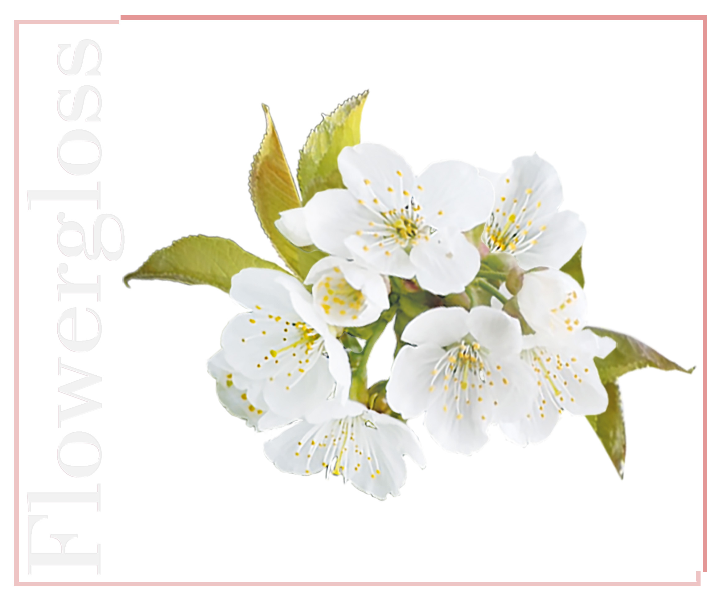 Shaoyun Flowergloss FG07 Lipgloss Kirschblüte Altrosa vegan