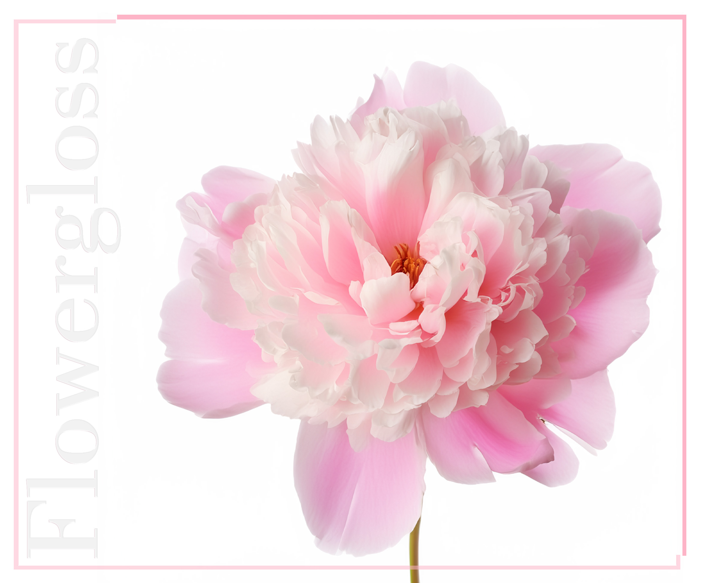 Shaoyun Flowergloss FG13 Peony Lipgloss vegan 1 Stück