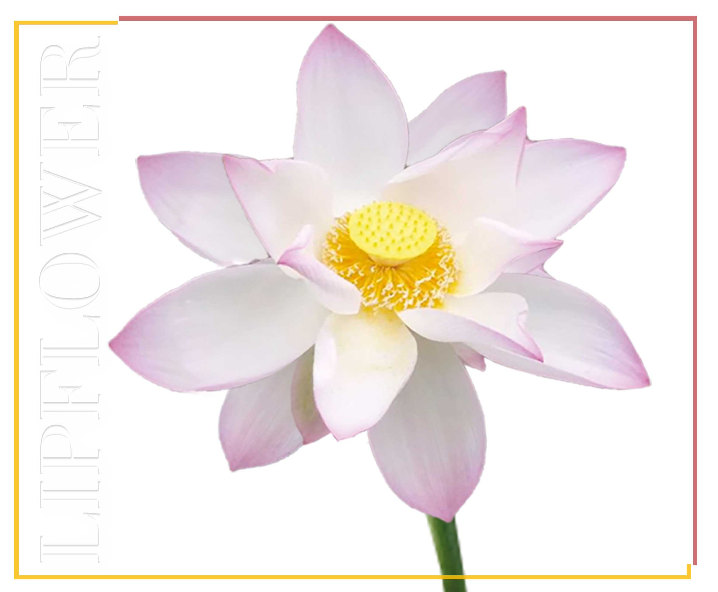 Shaoyun Lip Flower Lotus 193 Lippenstift Aprikot 1 Stück