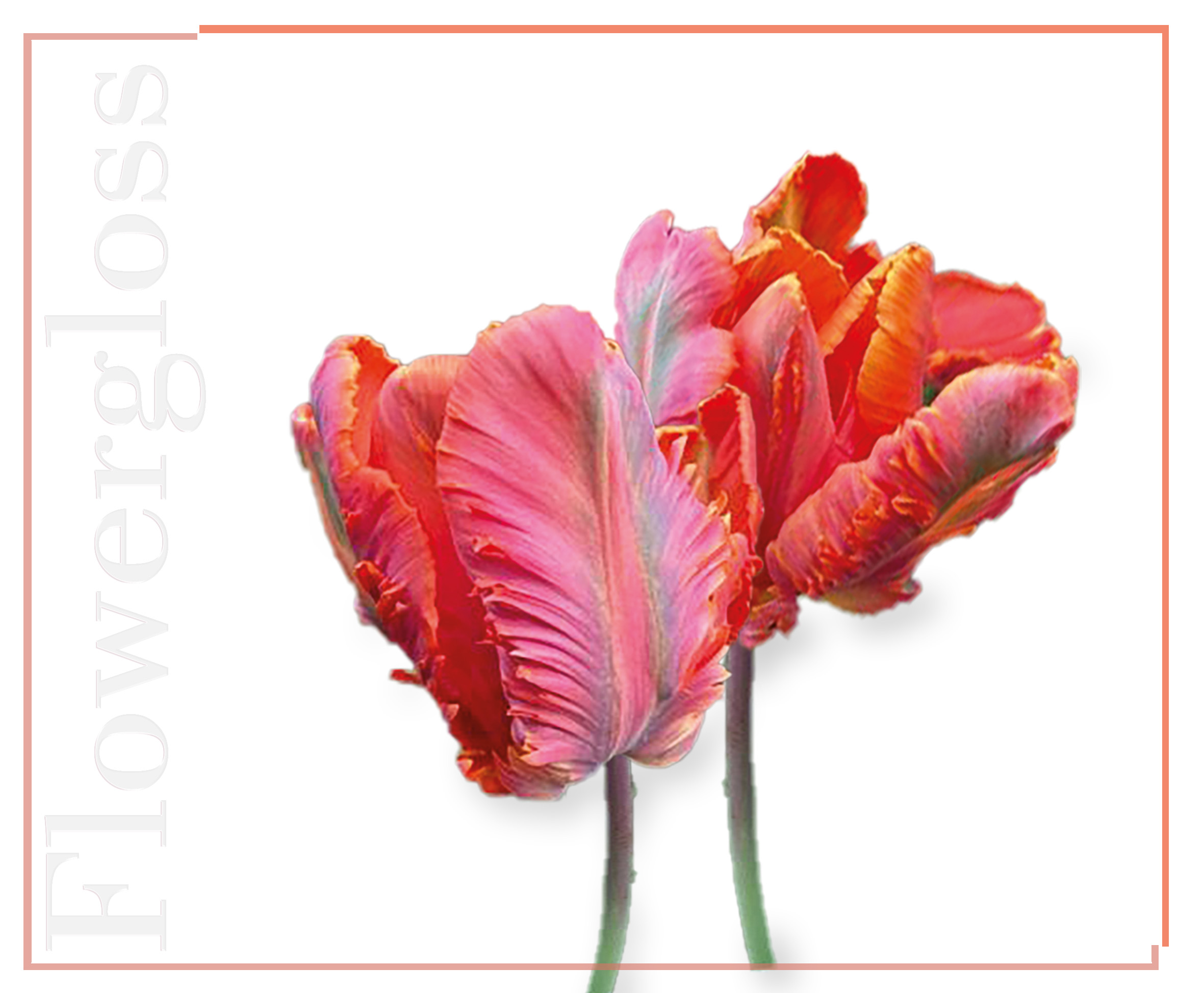 Shaoyun Flowergloss FG09 Tulpe Lipgloss Pfirsichrosa vegan