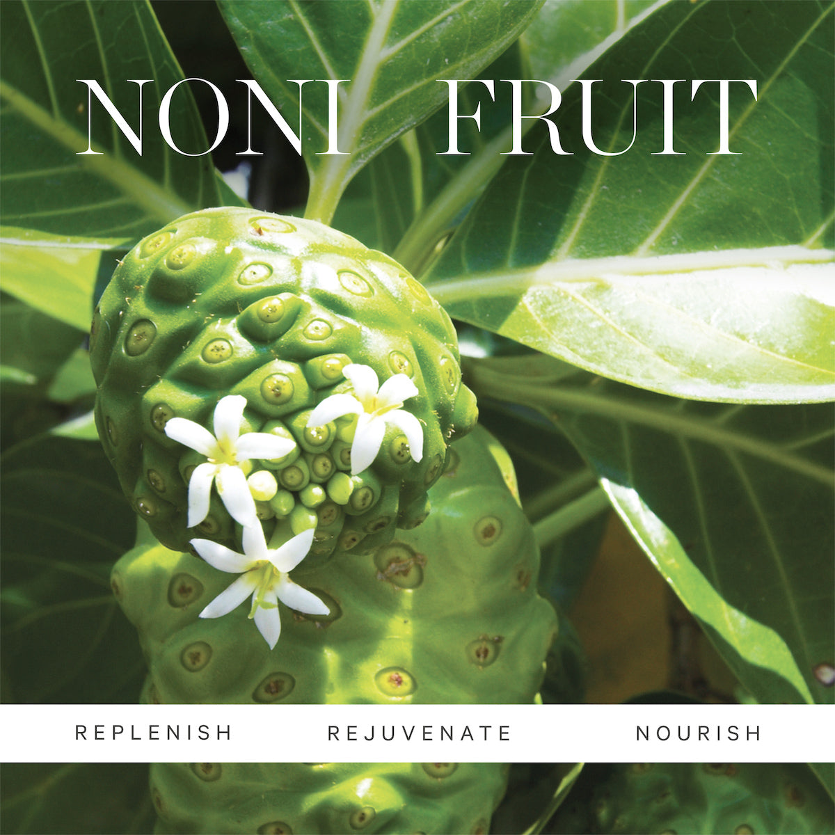 Kora Organics Noni Glow Oil Pflegeset 3-teilig Glow